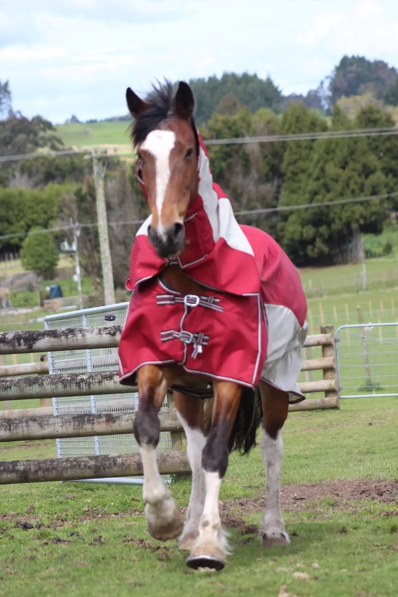 1200D No Fill Red Combo w/ Mesh Sides (Pony)